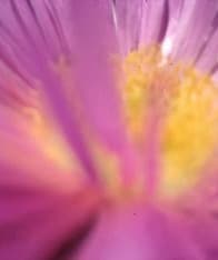 Map.ache @ Paradise City